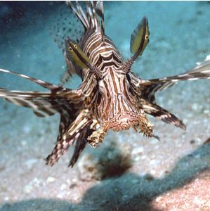 Lionfish, Red Sea. by Peter Harris 